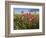 Wildflowers, Texas, USA-Larry Ditto-Framed Photographic Print