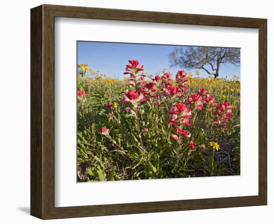 Wildflowers, Texas, USA-Larry Ditto-Framed Photographic Print