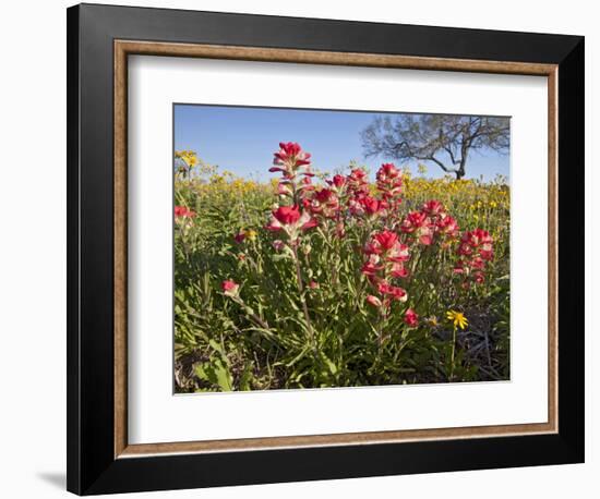 Wildflowers, Texas, USA-Larry Ditto-Framed Photographic Print