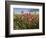 Wildflowers, Texas, USA-Larry Ditto-Framed Photographic Print