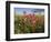 Wildflowers, Texas, USA-Larry Ditto-Framed Photographic Print