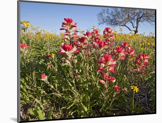 Wildflowers, Texas, USA-Larry Ditto-Mounted Photographic Print