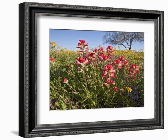 Wildflowers, Texas, USA-Larry Ditto-Framed Photographic Print