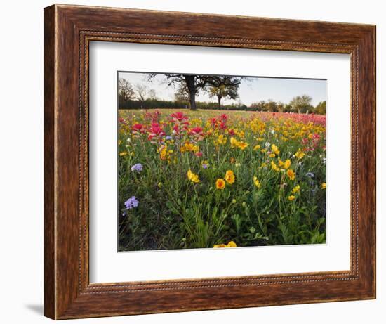 Wildflowers, Texas, USA-Larry Ditto-Framed Photographic Print