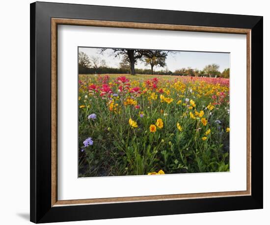 Wildflowers, Texas, USA-Larry Ditto-Framed Photographic Print