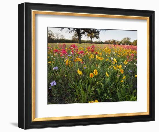 Wildflowers, Texas, USA-Larry Ditto-Framed Photographic Print