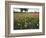 Wildflowers, Texas, USA-Larry Ditto-Framed Photographic Print