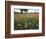 Wildflowers, Texas, USA-Larry Ditto-Framed Photographic Print