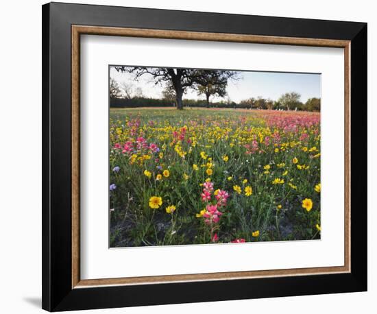 Wildflowers, Texas, USA-Larry Ditto-Framed Photographic Print