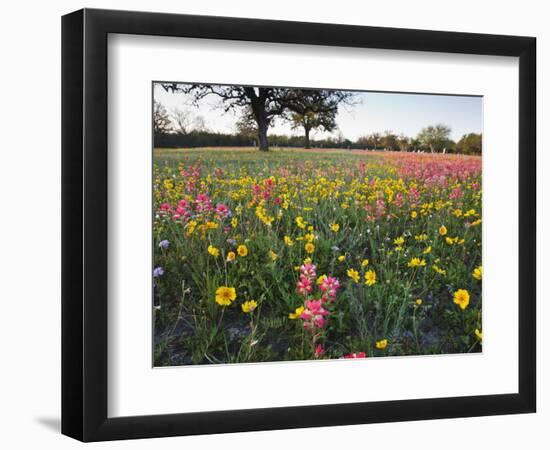 Wildflowers, Texas, USA-Larry Ditto-Framed Photographic Print