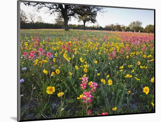 Wildflowers, Texas, USA-Larry Ditto-Mounted Photographic Print