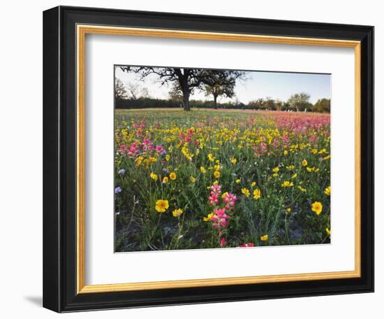 Wildflowers, Texas, USA-Larry Ditto-Framed Photographic Print