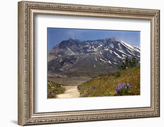 Wildflowers Trail, Mount Saint Helens Volcano National Park, Washington State-William Perry-Framed Photographic Print