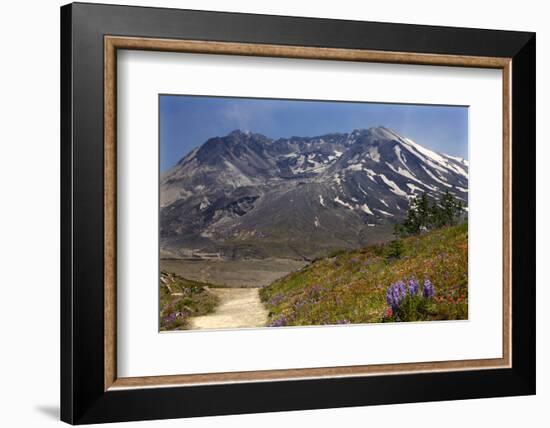 Wildflowers Trail, Mount Saint Helens Volcano National Park, Washington State-William Perry-Framed Photographic Print