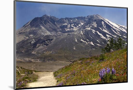 Wildflowers Trail, Mount Saint Helens Volcano National Park, Washington State-William Perry-Mounted Photographic Print