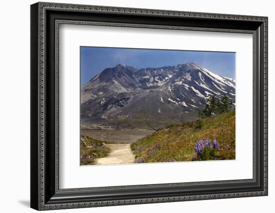 Wildflowers Trail, Mount Saint Helens Volcano National Park, Washington State-William Perry-Framed Photographic Print