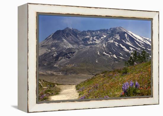 Wildflowers Trail, Mount Saint Helens Volcano National Park, Washington State-William Perry-Framed Premier Image Canvas