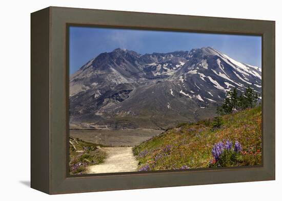 Wildflowers Trail, Mount Saint Helens Volcano National Park, Washington State-William Perry-Framed Premier Image Canvas