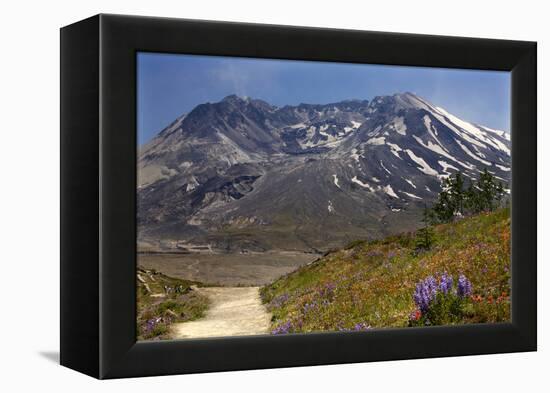 Wildflowers Trail, Mount Saint Helens Volcano National Park, Washington State-William Perry-Framed Premier Image Canvas