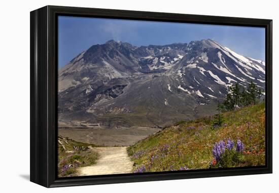 Wildflowers Trail, Mount Saint Helens Volcano National Park, Washington State-William Perry-Framed Premier Image Canvas