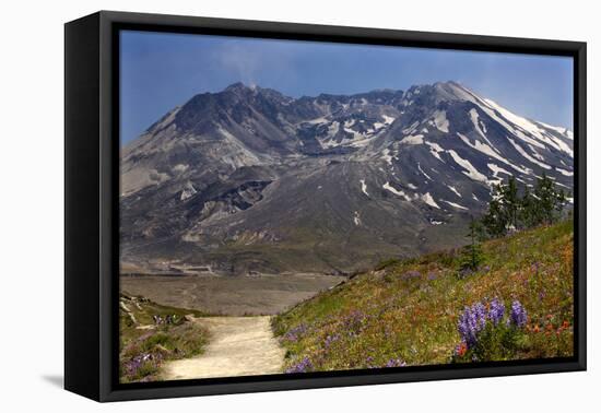 Wildflowers Trail, Mount Saint Helens Volcano National Park, Washington State-William Perry-Framed Premier Image Canvas