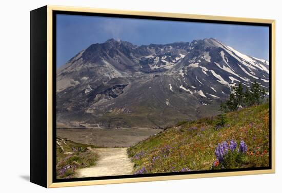 Wildflowers Trail, Mount Saint Helens Volcano National Park, Washington State-William Perry-Framed Premier Image Canvas