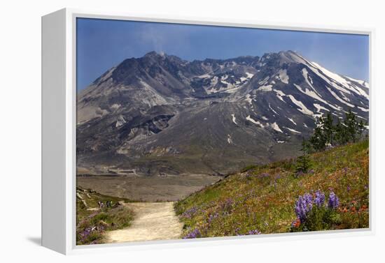 Wildflowers Trail, Mount Saint Helens Volcano National Park, Washington State-William Perry-Framed Premier Image Canvas