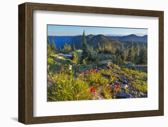 Wildflowers, Whitefish Range, Stillwater State Forest, Montana, USA-Chuck Haney-Framed Photographic Print
