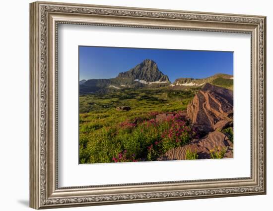 Wildflowers with Mount Reynolds, Logan Pass, Glacier National Park, Montana, USA-Chuck Haney-Framed Photographic Print