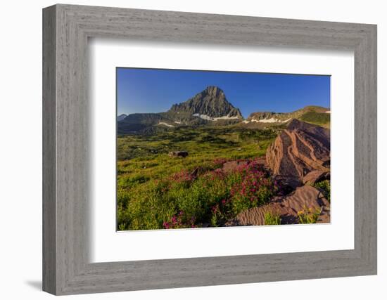 Wildflowers with Mount Reynolds, Logan Pass, Glacier National Park, Montana, USA-Chuck Haney-Framed Photographic Print