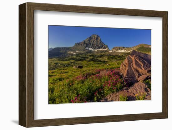 Wildflowers with Mount Reynolds, Logan Pass, Glacier National Park, Montana, USA-Chuck Haney-Framed Photographic Print
