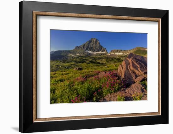 Wildflowers with Mount Reynolds, Logan Pass, Glacier National Park, Montana, USA-Chuck Haney-Framed Photographic Print
