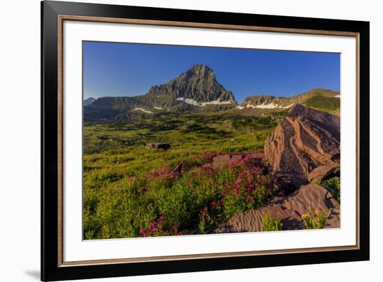 Wildflowers with Mount Reynolds, Logan Pass, Glacier National Park, Montana, USA-Chuck Haney-Framed Premium Photographic Print