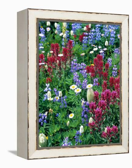 Wildflowers-Stuart Westmorland-Framed Premier Image Canvas