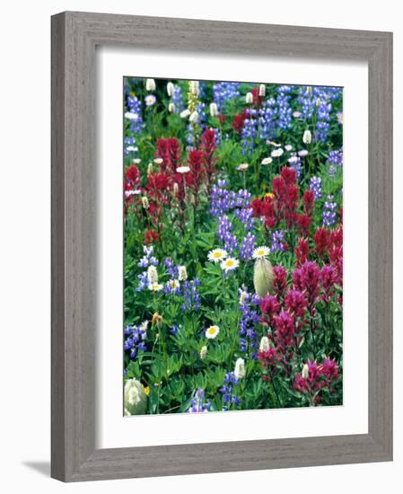 Wildflowers-Stuart Westmorland-Framed Photographic Print