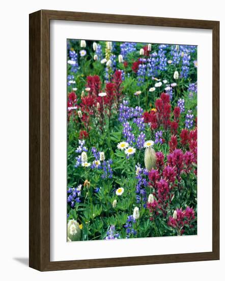 Wildflowers-Stuart Westmorland-Framed Photographic Print