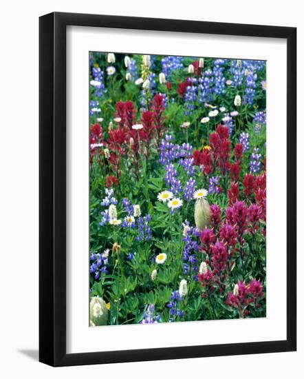 Wildflowers-Stuart Westmorland-Framed Photographic Print