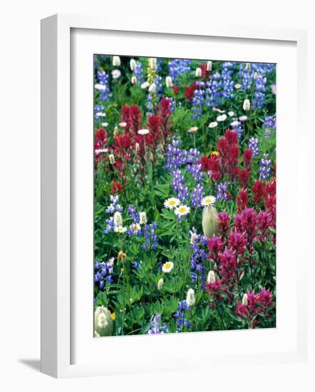 Wildflowers-Stuart Westmorland-Framed Photographic Print