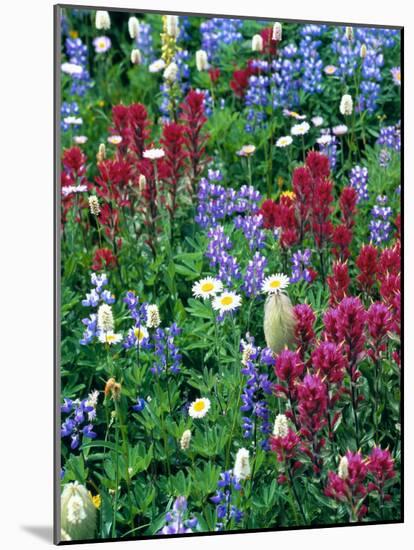 Wildflowers-Stuart Westmorland-Mounted Photographic Print