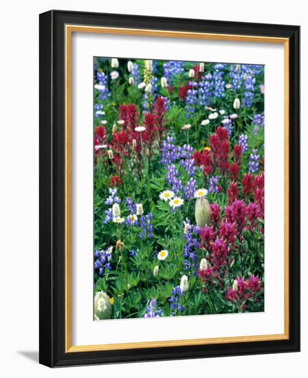 Wildflowers-Stuart Westmorland-Framed Photographic Print