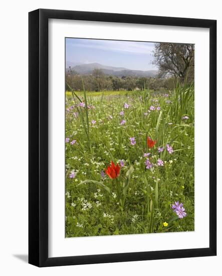 Wildflowers-Bob Gibbons-Framed Photographic Print