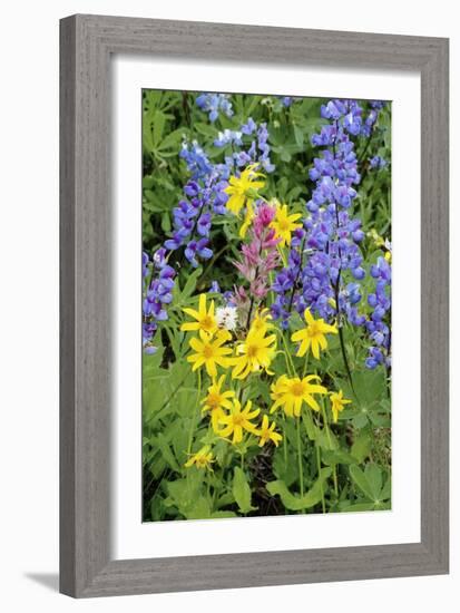 Wildflowers-Bob Gibbons-Framed Photographic Print