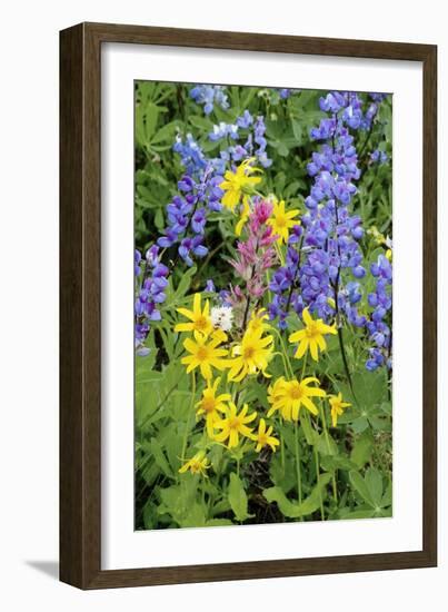 Wildflowers-Bob Gibbons-Framed Photographic Print