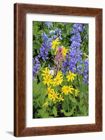 Wildflowers-Bob Gibbons-Framed Photographic Print