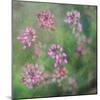 Wildflowers-Viviane Fedieu Daniel-Mounted Photographic Print