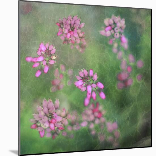 Wildflowers-Viviane Fedieu Daniel-Mounted Photographic Print