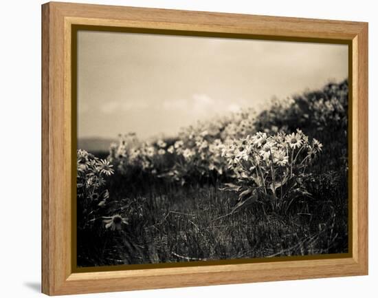 Wildflowers-Andrew Geiger-Framed Stretched Canvas