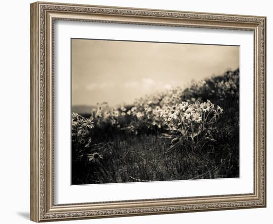 Wildflowers-Andrew Geiger-Framed Art Print