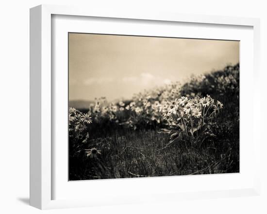 Wildflowers-Andrew Geiger-Framed Art Print