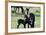 Wildhorses-Gordon Semmens-Framed Photographic Print